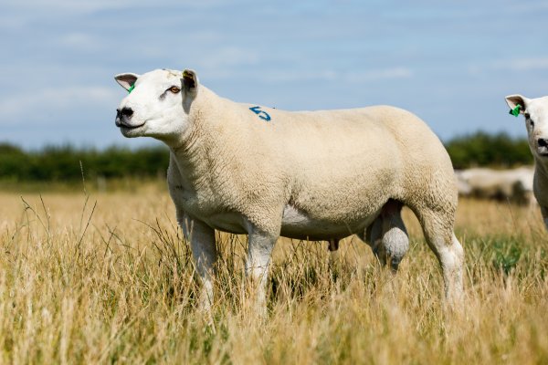 Tup 5 2