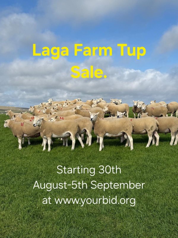 Laga sale pic2