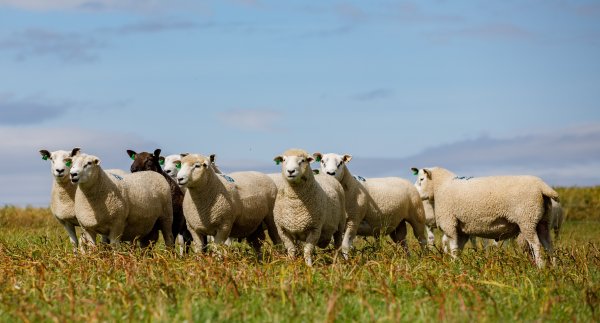 Tups 5